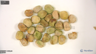 Click for 2 image(s) for this accession. seed