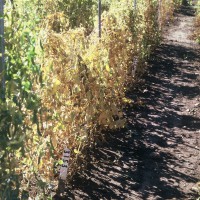 Click for 1 image(s) for this accession. Image