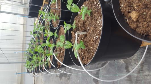 Click for 10 image(s) for this accession.