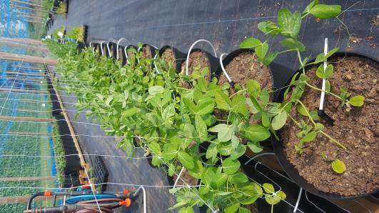 Click for 15 image(s) for this accession.