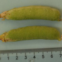 Click for 6 image(s) for this accession. Image