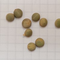 Click for 5 image(s) for this accession. Image