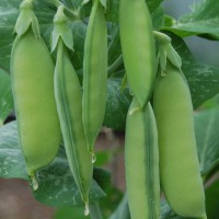 Click for 2 image(s) for this accession. Image