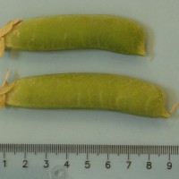 Click for 7 image(s) for this accession. Image