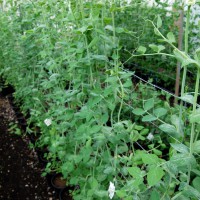 Click for 7 image(s) for this accession. Image