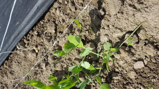 Click for 8 image(s) for this accession.