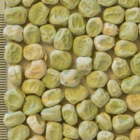 Click for 2 image(s) for this accession. Image