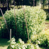 Click for 10 image(s) for this accession. Image