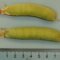 Click for 6 image(s) for this accession. Image