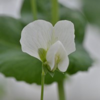 Click for 3 image(s) for this accession. Image