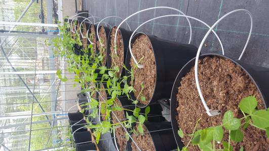 Click for 9 image(s) for this accession.