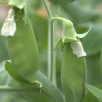Click for 5 image(s) for this accession. Image
