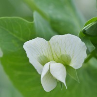 Click for 4 image(s) for this accession. Image