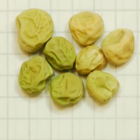 Click for 13 image(s) for this accession. Image