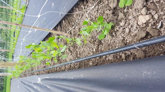 Click for 7 image(s) for this accession.