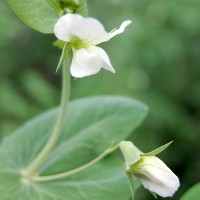 Click for 4 image(s) for this accession. Image