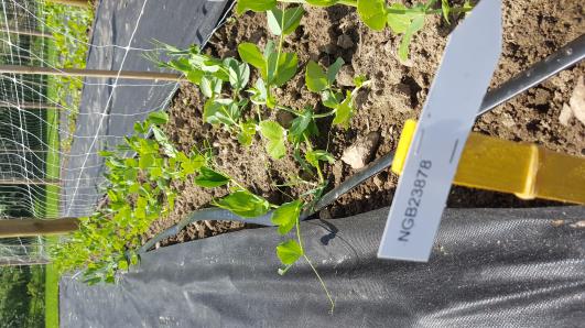 Click for 15 image(s) for this accession.