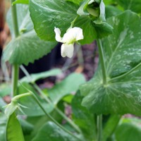 Click for 7 image(s) for this accession. Image