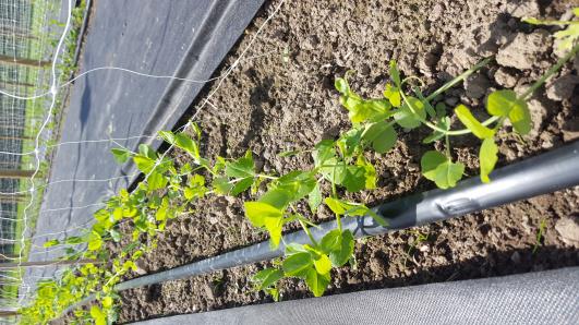 Click for 10 image(s) for this accession.