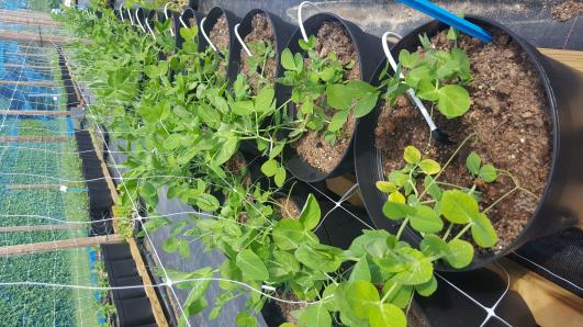 Click for 9 image(s) for this accession.