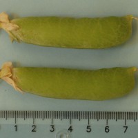 Click for 6 image(s) for this accession. Image