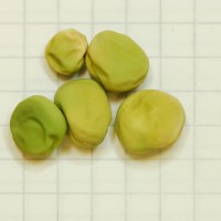 Click for 9 image(s) for this accession. Image