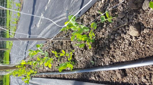 Click for 10 image(s) for this accession.