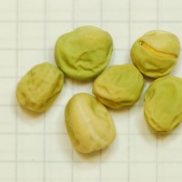 Click for 11 image(s) for this accession. Image