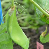 Click for 18 image(s) for this accession. Image