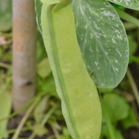 Click for 16 image(s) for this accession. Image
