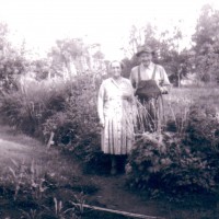 Click for 11 image(s) for this accession. Image