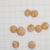 Click for 13 image(s) for this accession. Image