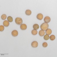 Click for 4 image(s) for this accession. Image