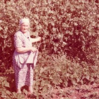 Click for 10 image(s) for this accession. Image