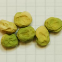 Click for 11 image(s) for this accession. Image