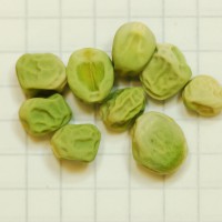 Click for 7 image(s) for this accession. Image