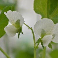 Click for 2 image(s) for this accession. Image
