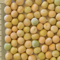 Click for 2 image(s) for this accession. Image