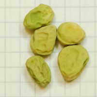 Click for 11 image(s) for this accession. Image