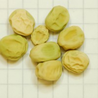 Click for 4 image(s) for this accession. Image