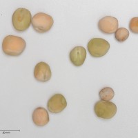 Click for 4 image(s) for this accession. Image