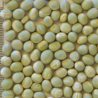 Click for 2 image(s) for this accession. Image