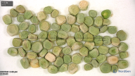 Click for 10 image(s) for this accession. seed