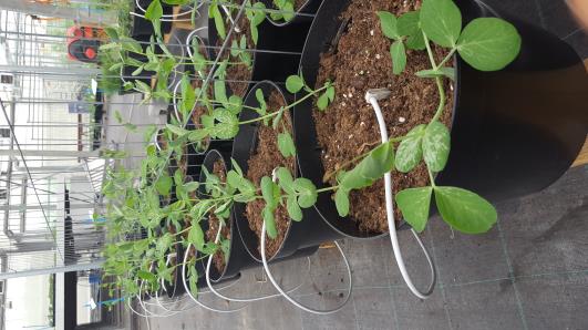 Click for 9 image(s) for this accession.