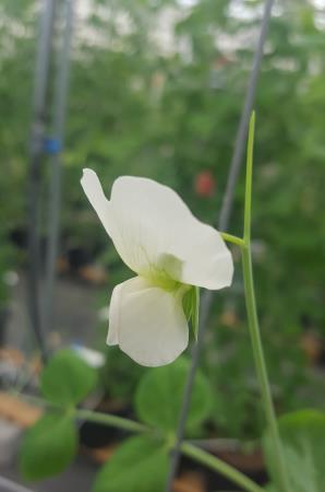 Click for 6 image(s) for this accession.