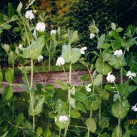 Click for 13 image(s) for this accession. Image