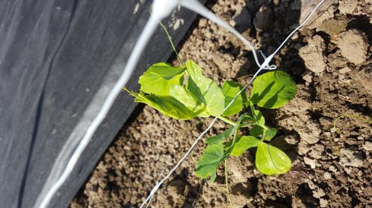 Click for 10 image(s) for this accession.