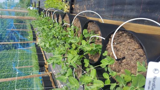 Click for 9 image(s) for this accession.