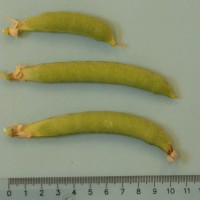 Click for 7 image(s) for this accession. Image