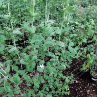 Click for 7 image(s) for this accession. Image